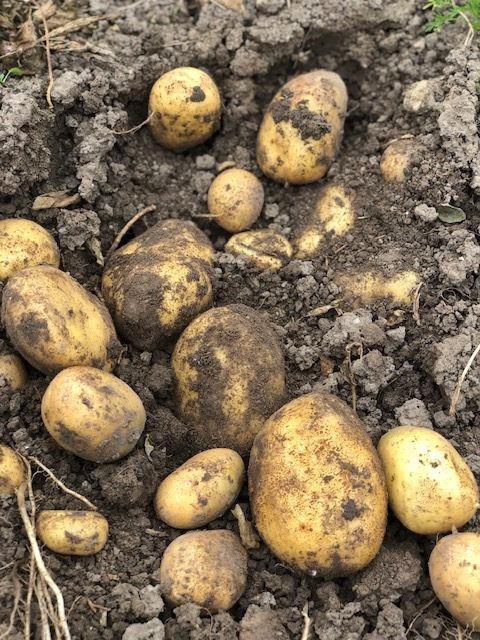 Kartoffeln (je 1 kg)